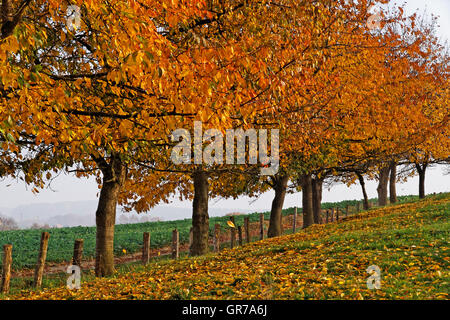 Foothpath With Cherry Trees In Autumn, Hagen, Lower Saxony, Germany, Europe Stock Photo