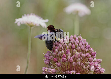Violet Carpenter Bee Xylocopa Violacea ,Indian Bhanvra From Corsica, France, Southern Europe Stock Photo