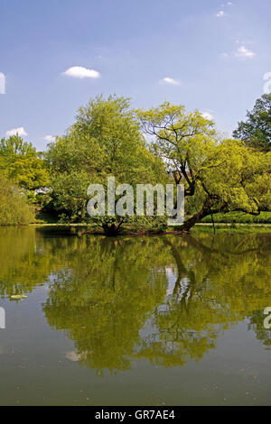 Pond Landscape With Willows In Spring, North Rhine-Westphalia, Germany, Europe Stock Photo