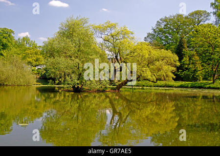 Pond Landscape With Willows In Spring, North Rhine-Westphalia, Germany, Europe Stock Photo