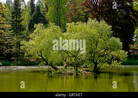 Pond Landscape With Willows In Spring, North Rhine-Westphalia, Germany, Europe Stock Photo