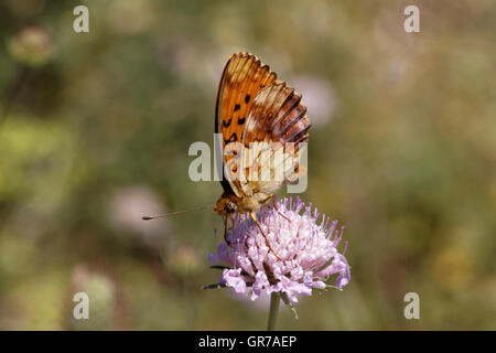 Brenthis Daphne, Marbled Fritillary From Southern France, Europe Stock Photo