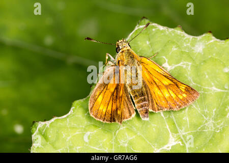 Ochlodes Venatus Ochlodes Sylvanus , Large Skipper Butterfly From Lower Saxony, Germany Stock Photo