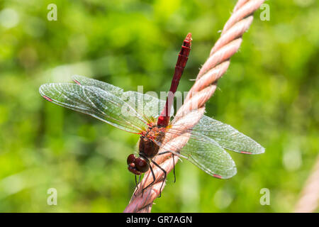 Sympetrum Sanguineum, Ruddy Darter, Dragonfly From Germany, Europe Stock Photo