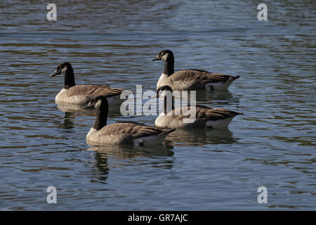 Canada Goose, Branta Canadensis At A Pond In Germany, Europe Stock Photo