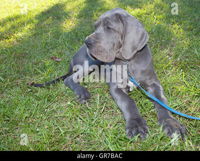 Gray Great Dane puppy that is laying down in the grass Stock Photo