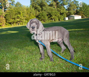Gray Great Dane puppy standing in a grassy field Stock Photo