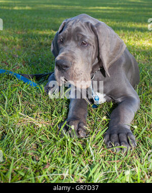 Gray Great Dane puppy laying on green grass Stock Photo