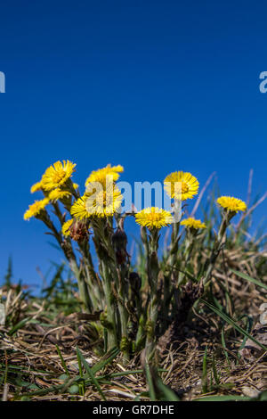 Coltsfoot Against Blue Sky Stock Photo