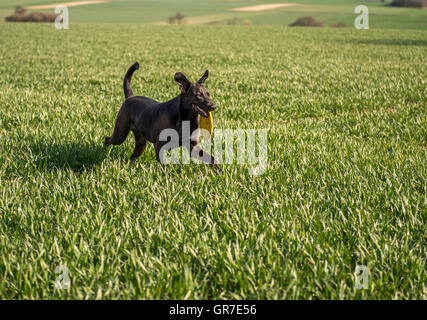 Labrador With Frisbee Stock Photo