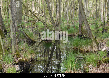 Alder Forest Stock Photo