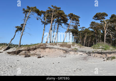 Pine Trees On The Beach Stock Photo