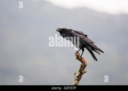 Common Raven (Corvus corax), adult perched on branch calling, Extremadura, Spain Stock Photo