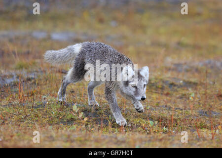 Habituated Arctic Fox cub in Iceland Stock Photo