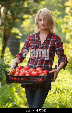 Woman holding a plastic box of heirloom tomatoes. Horticulture, harvest, local farmer concept. Stock Photo