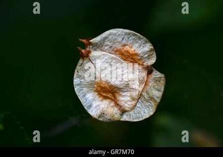 Wych elm seeds Stock Photo