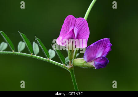 Common vetch in flower. Stock Photo