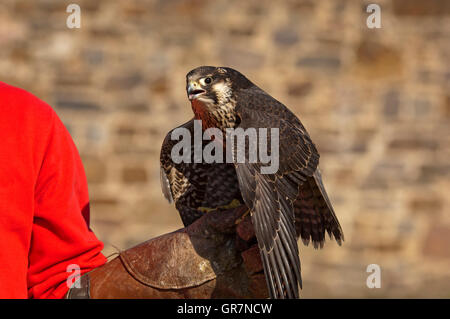 Peregrine Falcon Falco Peregrinus Perched On The Hand Of The Falconer Stock Photo