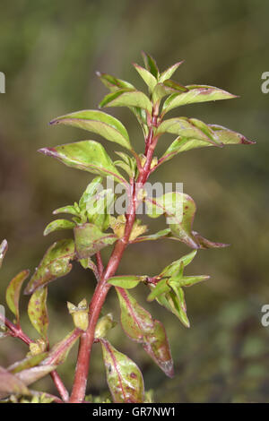 Hampshire-purslane - Ludwigia palustris Stock Photo