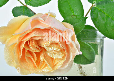 extreme close up of a yellow rose flower with water drops in a vase on white background, horizontal Stock Photo