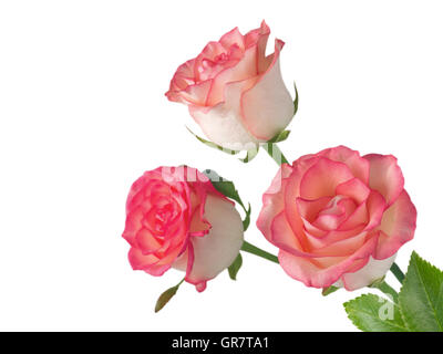 Three salmon pink rose flowers in the corner isolated on white Stock Photo