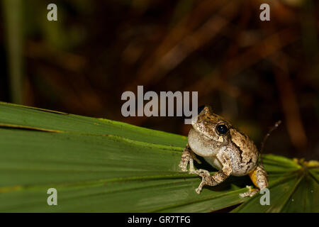 Southern gray tree frog calling on a palmetto - Hyla chrysoscelis Stock Photo