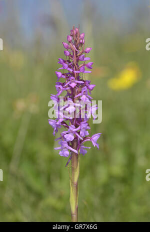 Chalk Fragrant-orchid - Gymnadenia conopsea Stock Photo