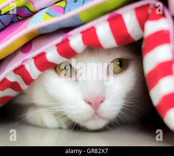 White cat is looking to the right side Stock Photo