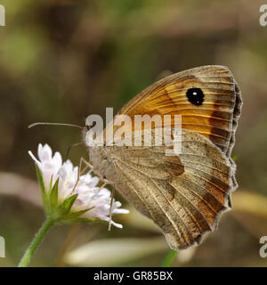 Meadow Brown Butterfly Female From Southern France, Europe