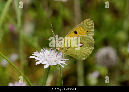 Colias Crocea, Dark Clouded Yellow, Common Clouded Yellow, European Butterfly From Corsica, France, Europe Stock Photo