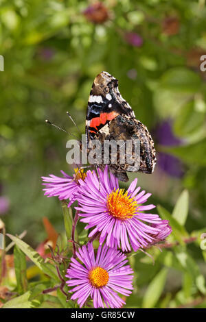 Red Admiral Vanessa Atalanta On Aster In October, Germany, Europe Stock Photo