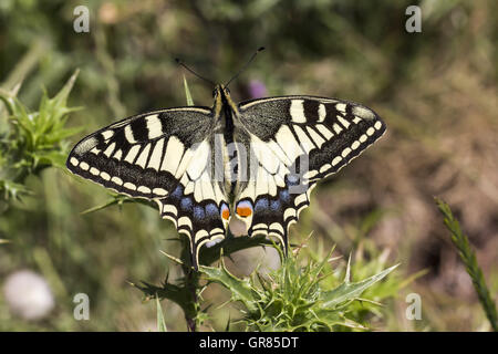 Papilio Machaon, Swallowtail Butterfly From Italy, Europe Stock Photo