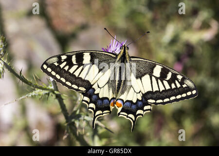 Papilio Machaon, Swallowtail Butterfly From Italy, Europe Stock Photo