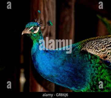 Indian Peafowl, Pavo Cristatus, Peacock Rooster Stock Photo