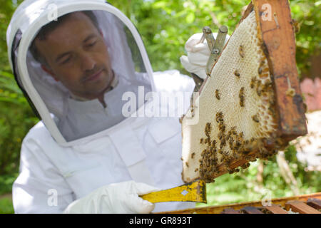 Beekeeper inspecting frame Stock Photo