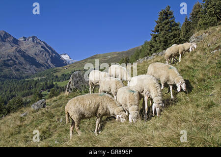 Flock Of Sheep In The The Ötztal Valley In Tyrol At Leiterbergalm Stock Photo