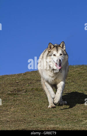 Alaskan Malamut Stock Photo