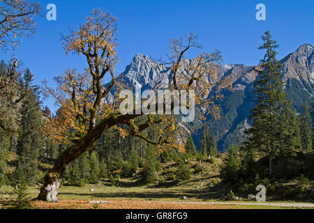 Bizarrely Yellowed Maple Tree With The Peaks Of The Falk Group In Karwendel Mountains Stock Photo