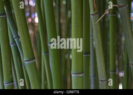 Nahaufnahme Von Bambushalmen Stock Photo