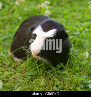 American Crested Guinea Pig Stock Photo