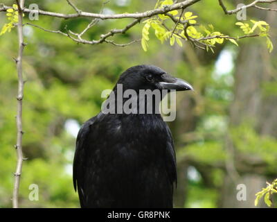 Raven Corvus Portrait Stock Photo