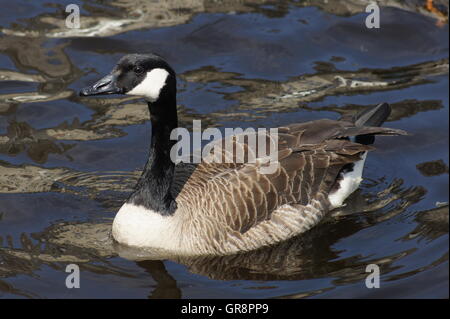 Canada Goose Branta Canadensis On The Alster Stock Photo