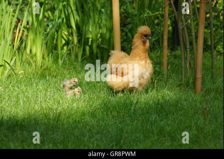 Brown Silky Fowl With Chicks Stock Photo