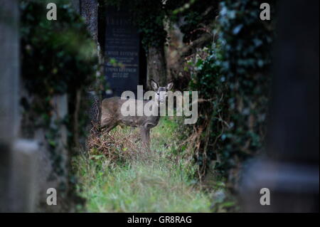 Wildlife In Vienna-Wiener Zentralfriedhof Stock Photo