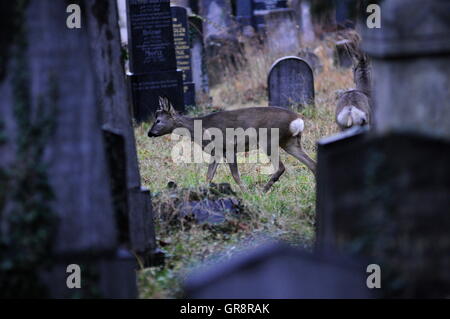 Wildlife In Vienna-Wiener Zentralfriedhof Stock Photo