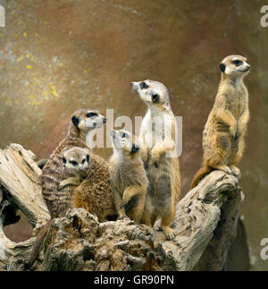 Meerkat, Suricata Suricatta, Zoo Hof Stock Photo