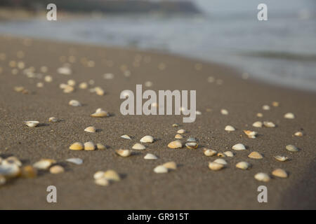 Shells On The Sandy Beach, Baltic Sea, Island Of Ruegen, Mecklenburg Stock Photo