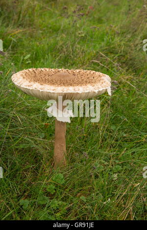 Common Riesenschirmling, Parasol Or Parasol Mushroom In A Meadow, Macrolepiota Procera Stock Photo