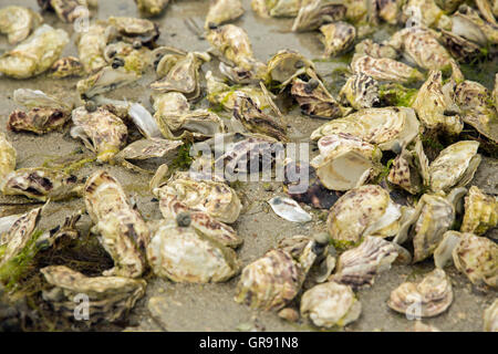 Empty Oyster Shells On The Beach, Brittany, France Stock Photo