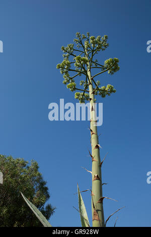 Inflorescence Of An Agave Photographed From Below Against The Blue Sky, Agave Tequilana Stock Photo